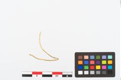 Foto von Golddrahtring (NHMW-PRAE-025484)